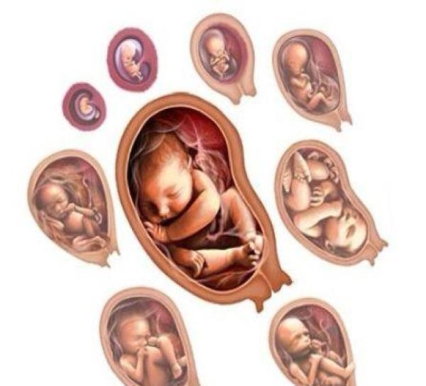 胎儿发育情况一览表,了解各器官每个月的发育