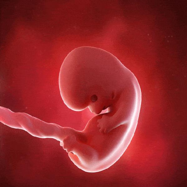 胎儿发育哪几个月最明显?注意这些变化及时胎教和产检