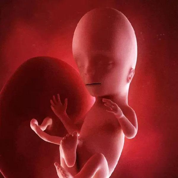 胎儿发育哪几个月最明显?注意这些变化及时胎