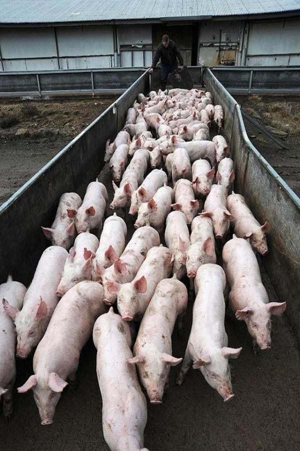 业内专家普遍认为2019年猪价会大涨,事实真的