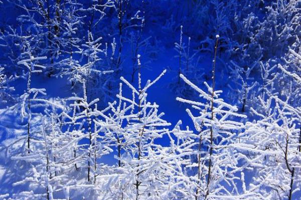 28首绝美写雪诗词,美的令人心醉,脍炙人口,让人