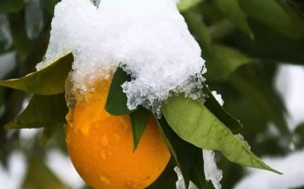 柑橘冬季管理四大攻略:施肥、病虫害防治、清